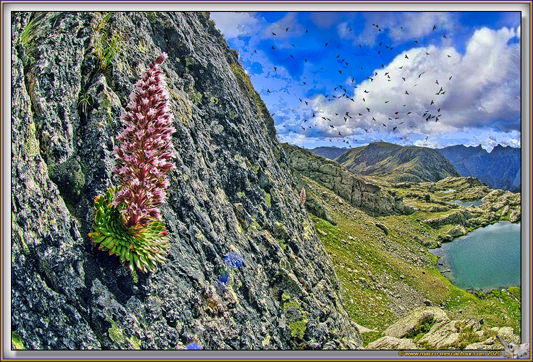 Saxifrage florulenta Moretti
